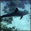Plongée en mer rouge