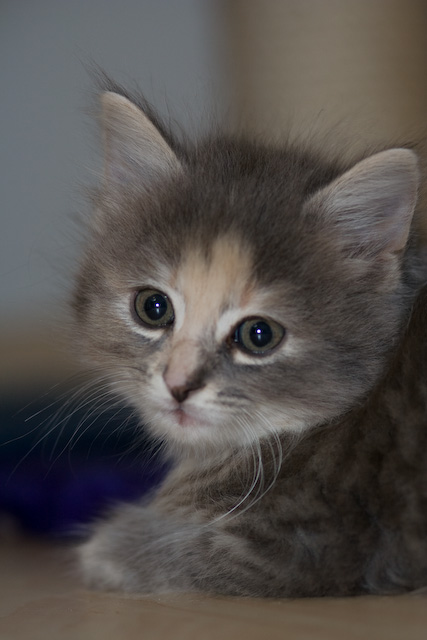 Lily