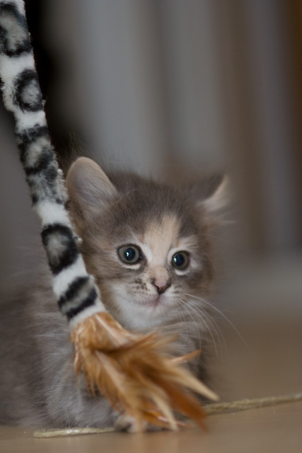 Lily