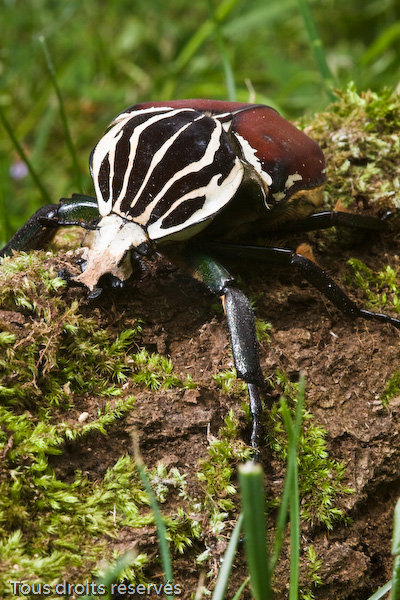 Tous droits réservés