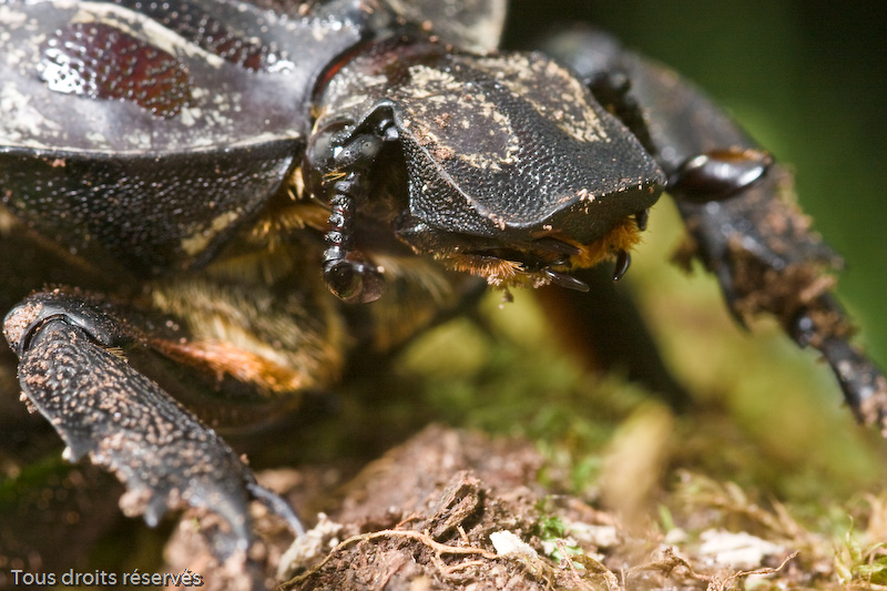 Tous droits réservés