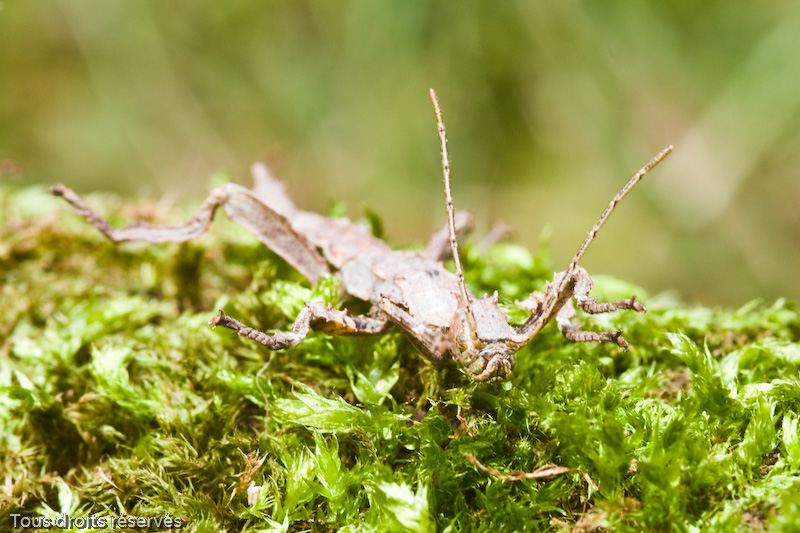 Tous droits réservés