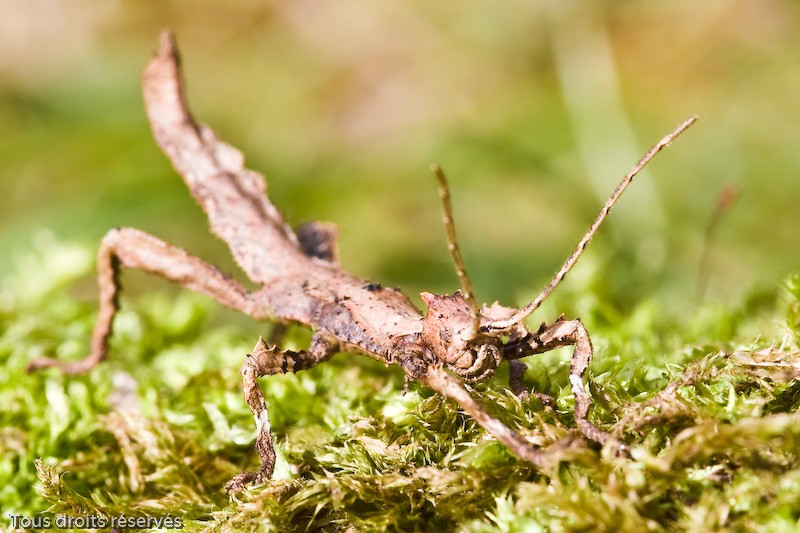 Tous droits réservés