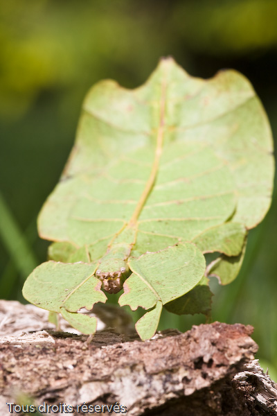 Tous droits réservés