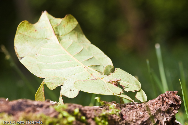 Tous droits réservés