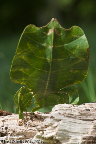 Tous droits réservés