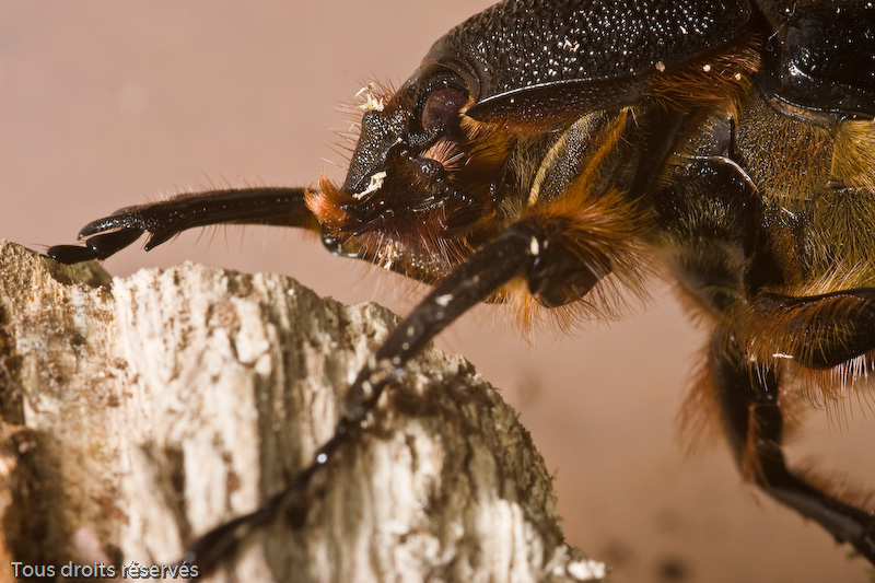 Tous droits réservés