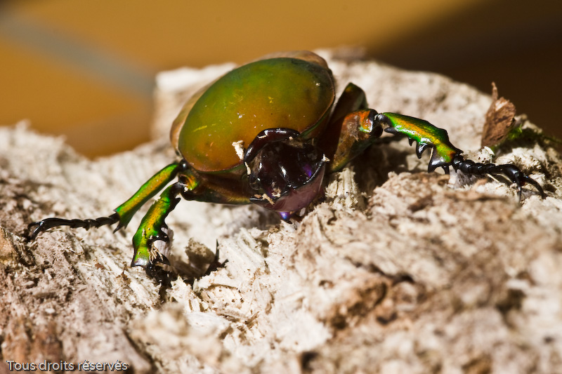 Tous droits réservés