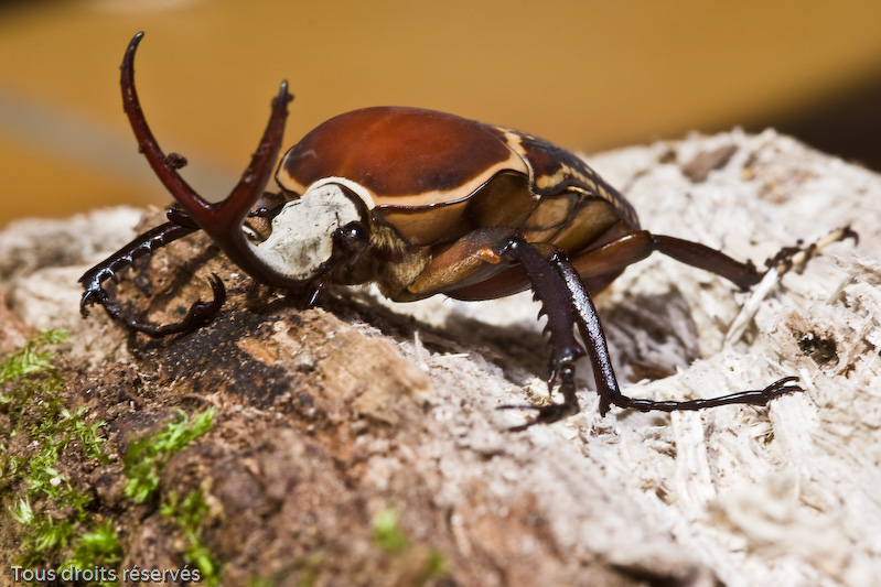 Tous droits réservés