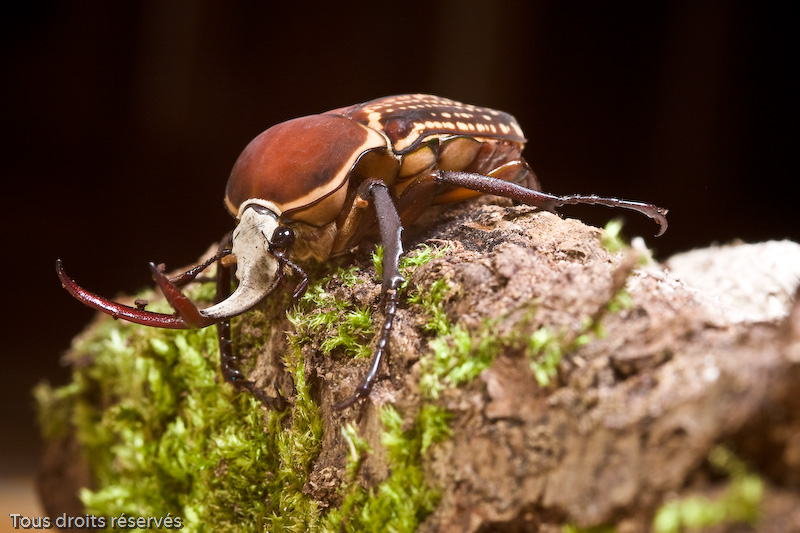 Tous droits réservés